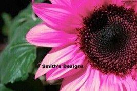 BEST 50 Seeds Easy To Grow Hot Pink Sunflowers Huge Sunflower Large Flowers - $14.00