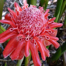 New Seeds 10 Tropical Seeds Red Flowering Tropical Ginger Etlingera Elat... - £12.36 GBP