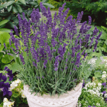 800+ Vera Lavender Seeds Perennial Flower Garden Seeds Usa - £8.58 GBP