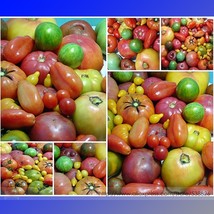 Super Surprise Mix Tomato Seeds Professional Pack 100 Seeds Pack Vegetable Fruit - £5.51 GBP