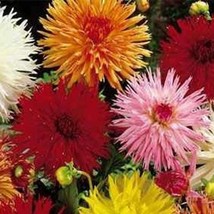 Flower Seeds 50 Dahlia Seeds Cactus Mix Flowers Seed Mix Gardening USA Shipping - £11.54 GBP