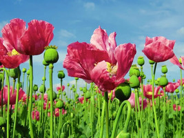 2000 Poppy Flower Seeds (Papever Somniferum) Seeds - $10.01