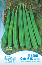 10 Original Packs, 160 seeds / pack, ICEBERG LETTUCE Lactuca Vegetable S... - £2.78 GBP