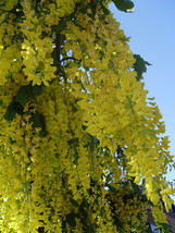 SDC Laburnum Anagyroides Tree 100 Seeds Hardy Flowering Golden Chain Tre... - $17.74
