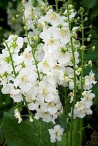 50+ Verbascum White Bride Flower Seeds Deer Resistant Perernnial Great Gift - £7.79 GBP