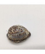 Tiger Cowrie carved shell Bermuda souvenir collectible 3 3/8” - £11.81 GBP
