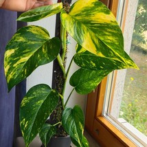 Golden Pothos Starter Plant 2 Plants Fresh Garden - $39.00