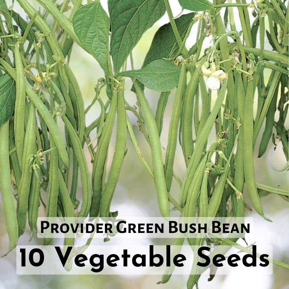 10 Seeds Provider Green Bush Bean Vegetable Seeds - $7.98