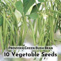 10 Seeds Provider Green Bush Bean Vegetable Seeds - $11.03 CAD
