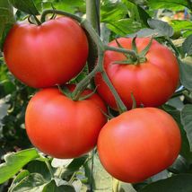 Big Beef Tomato Seeds (F1 Hybrid) 10 Seeds Non-GMO  - £9.05 GBP