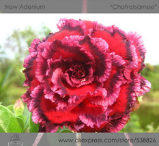1 Professional Pack, 2 seeds / pack, Rosy Adenium Obesum 7th Heaven Desert Rose  - £3.24 GBP