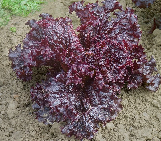 500+ FLAME LETTUCE SEED -- LEAF LETTUCE -- HEIRLOOM -- ORGANIC ---------... - $6.85