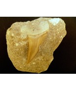Otodus obliquus fossil shark tooth in matrix from Morocco - €30,90 EUR