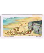 Brooke Bond Red Rose Tea Card #22 Giant Kelp Exploring The Ocean - £0.77 GBP