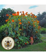 New 40 Orange Mexican Sunflower Seeds Orange Torch Tithonia Rotundifolia Fresh G - $8.35