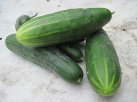 HS Marketmore &#39;76&#39; Cucumber 50 Seeds Non-Gmo Fresh For 2024 Gardens - £1.76 GBP