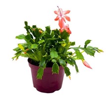 Christmas Cactus, 6 inch Holiday Cactus Thanksgiving Cactus, Crab Cactus, Easter - £25.98 GBP