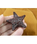 (Y-STA-566) little Red Brecciated Jasper STARFISH gemstone sea star FIGU... - £11.02 GBP