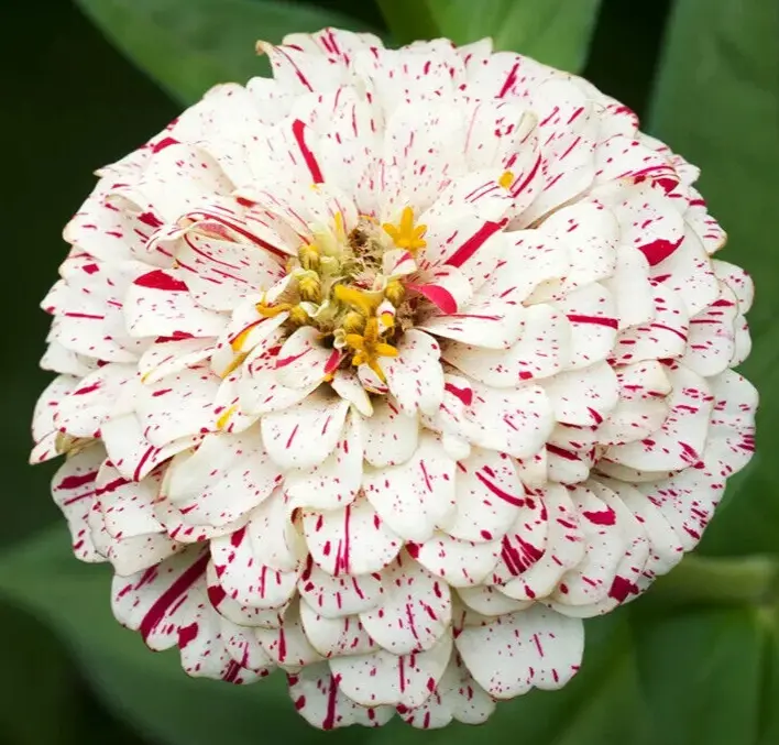 Peppermint Stick Zinnia Flower Seeds 100 Annual Garden Red White USA Seller - $8.50