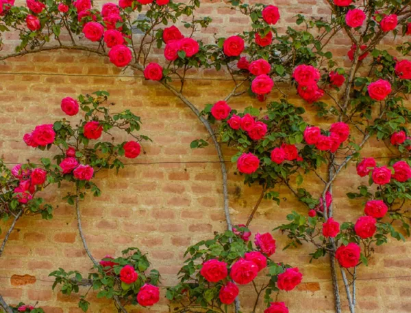 50 Climbing Rose Vine Seeds-Amazing Growth And Beautiful Roses Usa Seller - £14.93 GBP