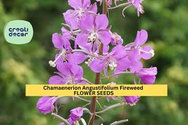 Fireweed Seeds – Chamaenerion angustifolium – 30mg for Planting, Pink Wi... - $5.85+
