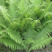 5 Lady Ferns Bare Root Athyrium Filix-Femina Woodland Plant Wildflower F... - $19.78
