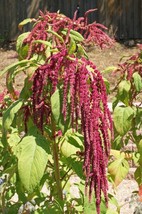 FA Store Amaranthus Love Lies Bleeding Seeds 100 Seeds - £7.23 GBP