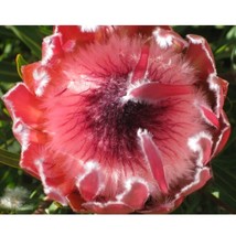 6pcs Protea Eximia, seeds South Africa&#39;s national flower, Fairy Flower Seeds* Ea - £14.33 GBP