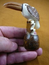 (TNE-BIR-TO-464-c) tropical Toucan bird TAGUA NUT figure carving love wi... - £24.86 GBP