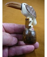 (TNE-BIR-TO-464-c) tropical Toucan bird TAGUA NUT figure carving love wi... - $581.27 MXN