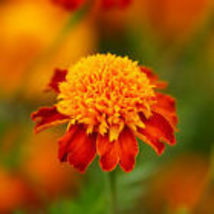 100 Seeds French Marigold ORANGE FLAME Double Dwarf Beneficial Plant Non-GMO - £9.43 GBP