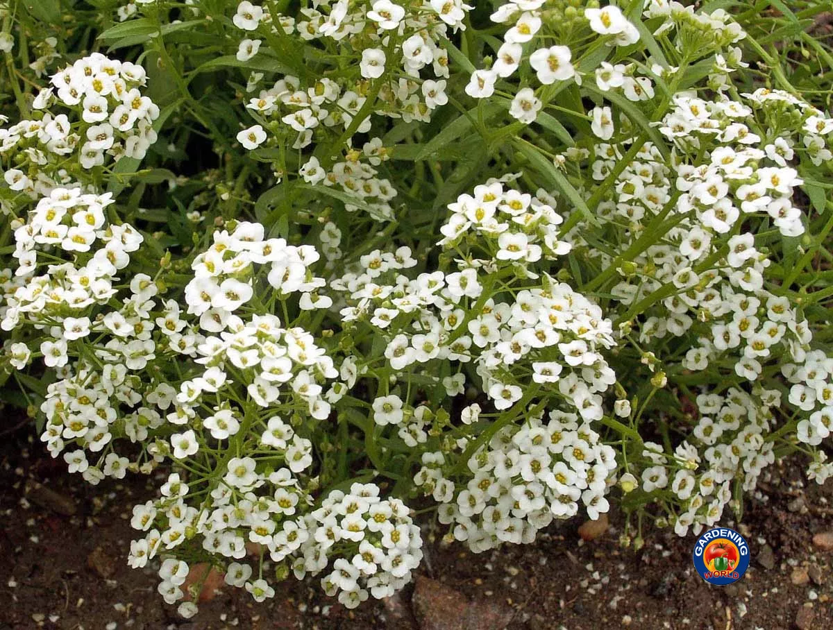 1Oz White Sweet Alyssum Carpet Of Snow Flower Seeds 69000+ Seeds Garden - $20.27