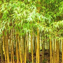 HT 50 Bamboo Seeds Privacy Plant Clumping Shade Screen Aurea Garden Seeds - $12.13