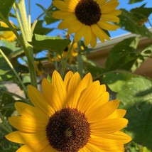 Giant Sunflower Seeds Beautiful Garden Fresh USA Garden - $11.49