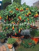 Goodidea 100 Pcs Mix Datura Flower Datura Bonsai Dwarf Brugmansia Suaveolens Fla - £4.47 GBP