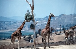 x56 35mm Slides 1977 San Diego Zoo Park - Ostrich Antelope Zebra etc.. - £22.19 GBP