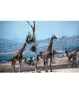 x56 35mm Slides 1977 San Diego Zoo Park - Ostrich Antelope Zebra etc.. - £23.36 GBP