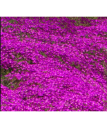 5 cuttings of Creeping Ice Plant Purple/Pink Ground Cover RARE Cactus Su... - $5.24