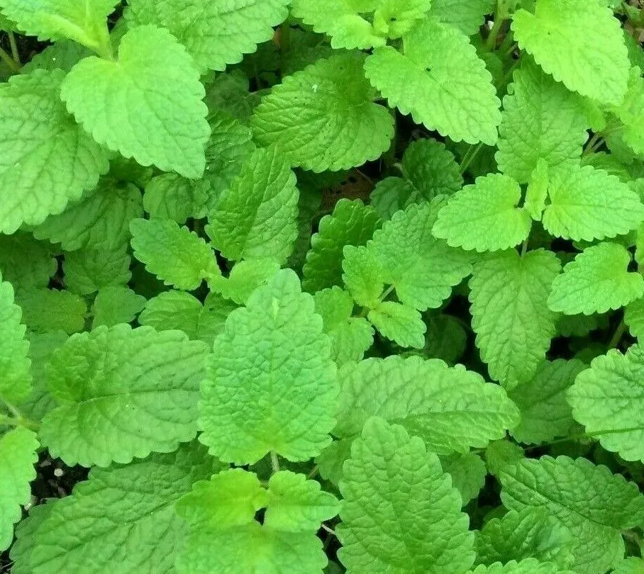 Lemon Balm Seeds 1000+ Perennial Herb Bees - $3.68