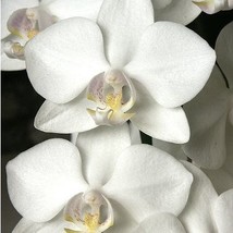 Phalaenopsis Starter Plant Hawaiian - 3 Pack #F3 - £91.03 GBP