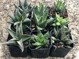 Assorted Rooted Premium Aloe and Haworthia Succulents in 2&quot; Planter Pots with - £28.60 GBP