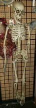 5ft  Halloween Skull Skeleton Human Full Life Size Prop Party Decor - £66.95 GBP