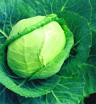 Cabbage Seed , Late Flat Dutch Cabbage Seed, 250 Seed Pack, NON-GMO Vege... - £2.50 GBP