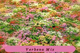 50 Moss Verbena Healthy Growth Seed Mix Sale Non Gmo Heirloom - $50.35 MXN