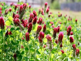 Garden Store 590 Seeds Clover Crimson Red Seeds Pollinator Food Cover Cr... - £6.96 GBP