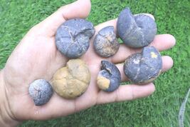 7pcs Devonian Cheiloceras Goniatite Fossils – Authentic Moroccan Ammonoids - $28.71