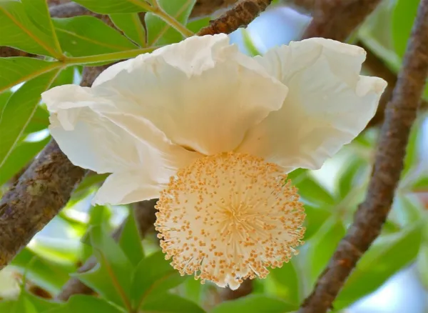 Adansonia Digitata Baobab Judas Fruit Monkey Bread Cream Of Tartar 5 Seeds Garde - £27.09 GBP