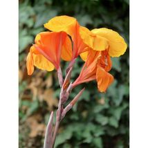 Orange Canna Lily Flower 5 Seeds #SFB11 - £15.95 GBP