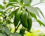 Sale 400 Seeds Early Jalapeno Pepper Green Medium Hot Chili Capsicum Ann... - £7.83 GBP
