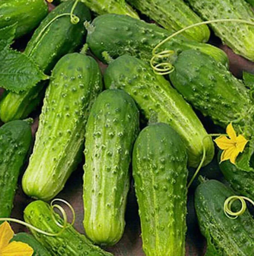 HT 50 Seeds Boston Pickling Cucumber Seeds  Heirloom / Non-Gmo Planting ... - $8.22
